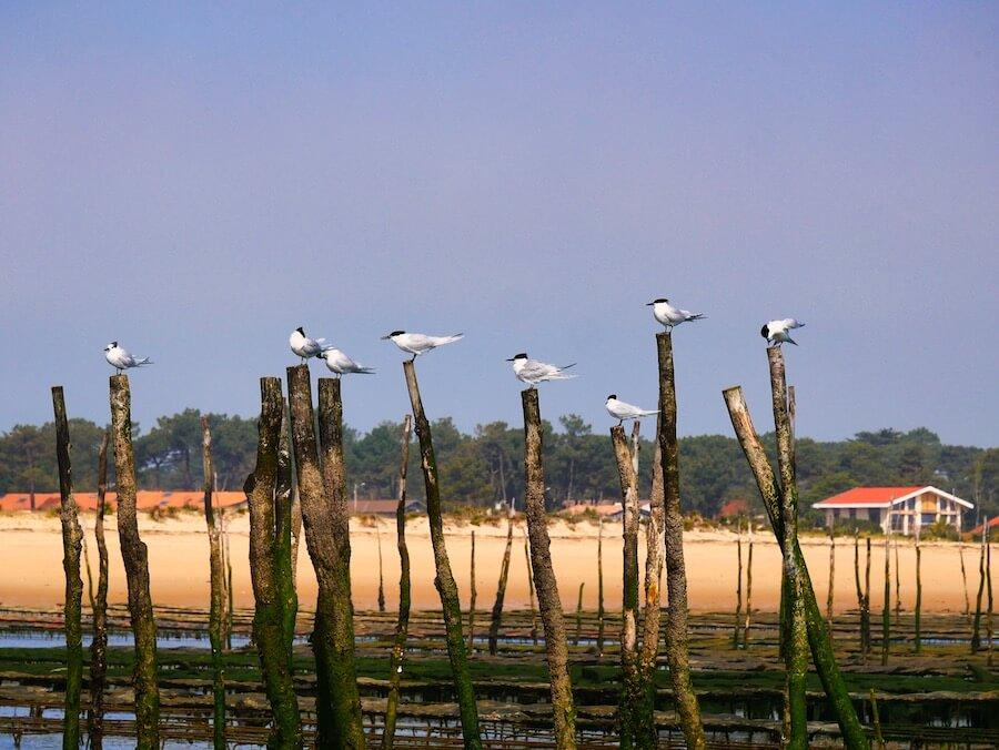 Le tikiflo balade en chaland sur le bassin darcachon 2